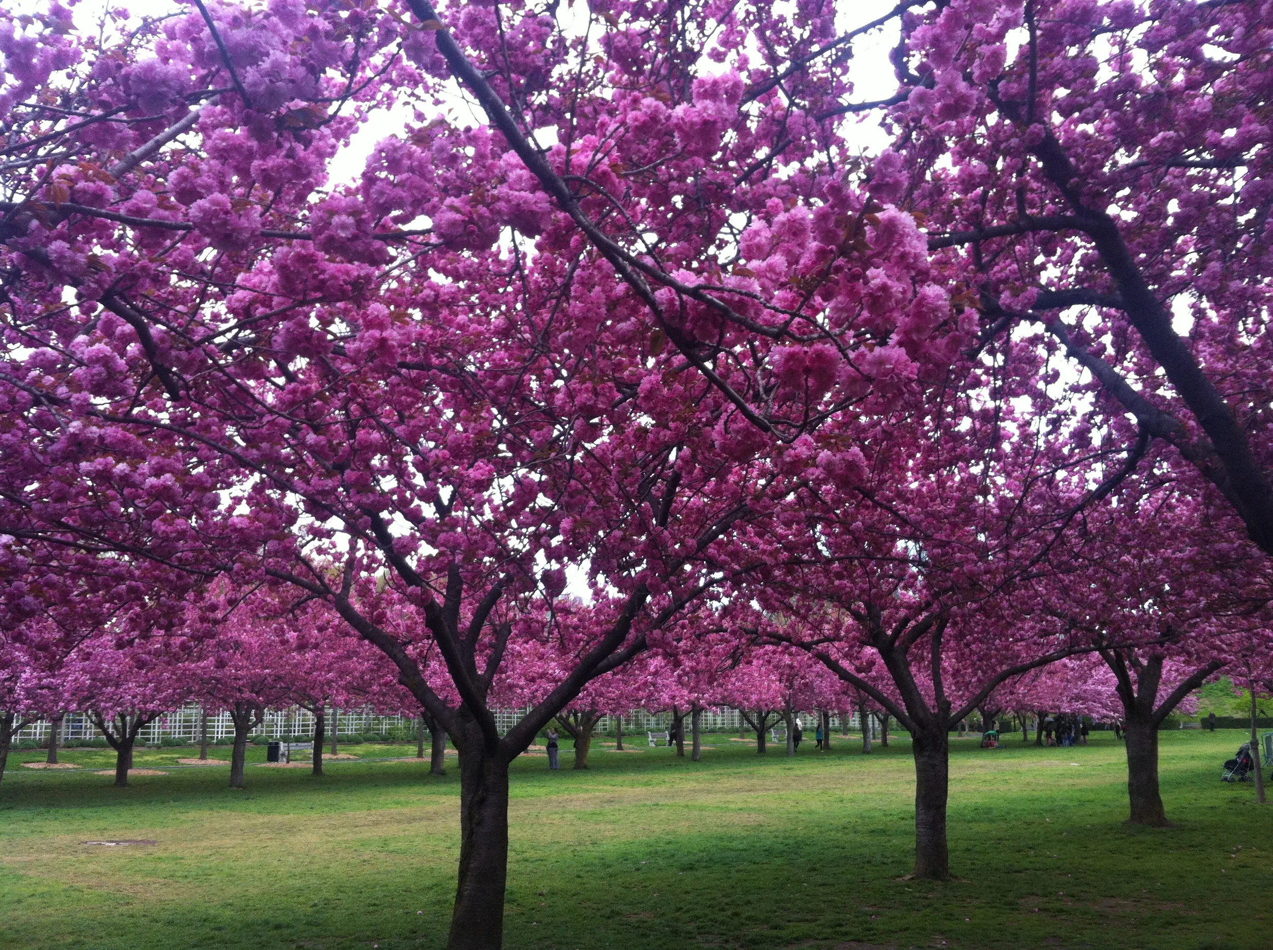 Finally, blossoms.