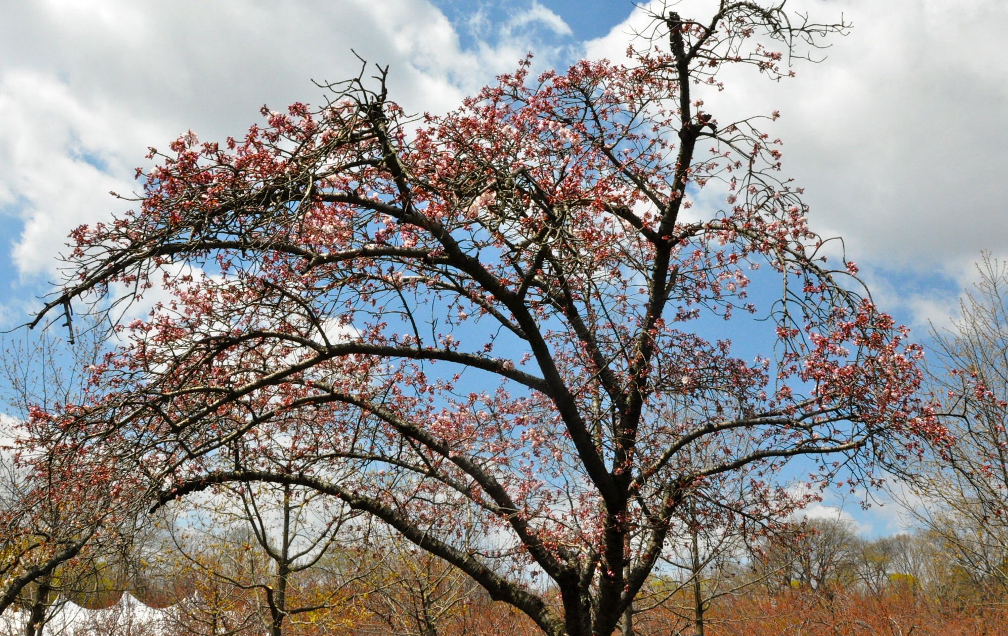 Sad cherry tree blossoms. (Photo by Lizzie B.)