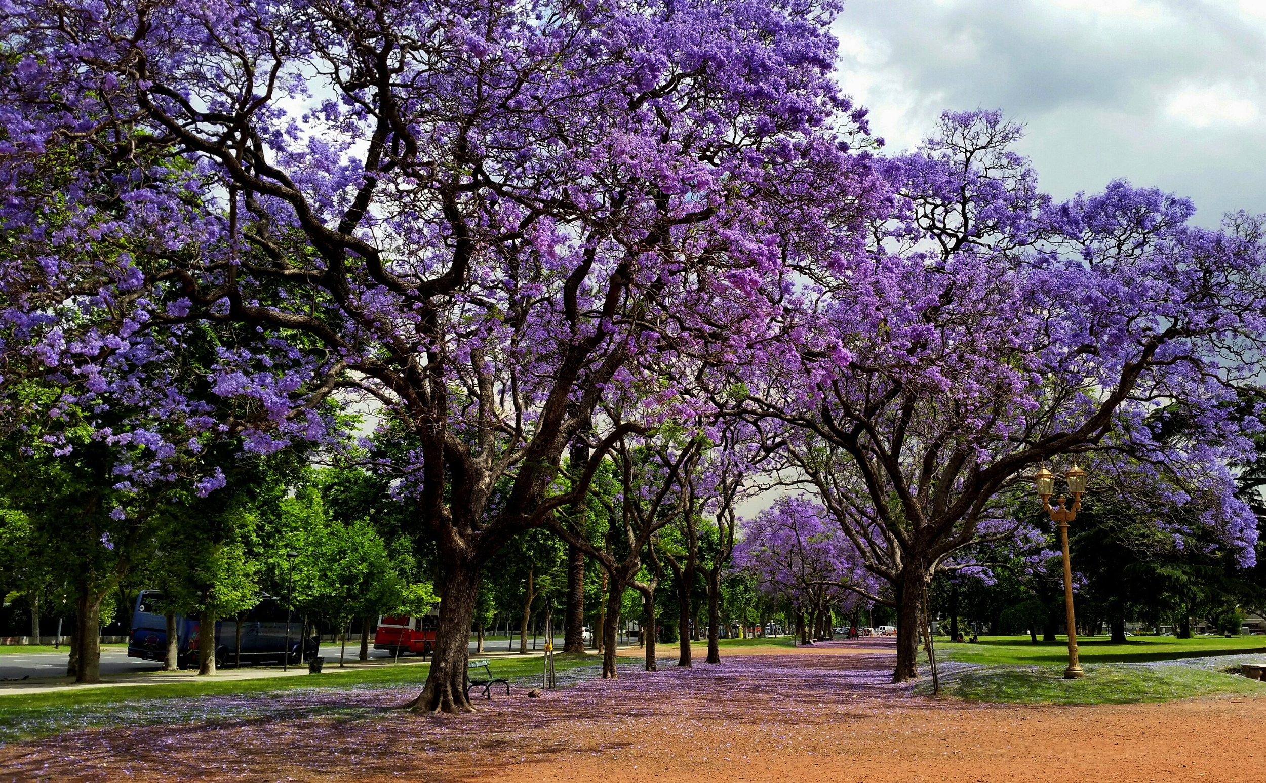 Jacaranda trees on the Plaza Intendente Seeber on the corner of Avenida Sarmiento and Avenida del Libertador in Palermo, Buenos Aires. As it turns out, the Plaza is in front of the US Embassy...I guess I was just magnetically drawn to the area.