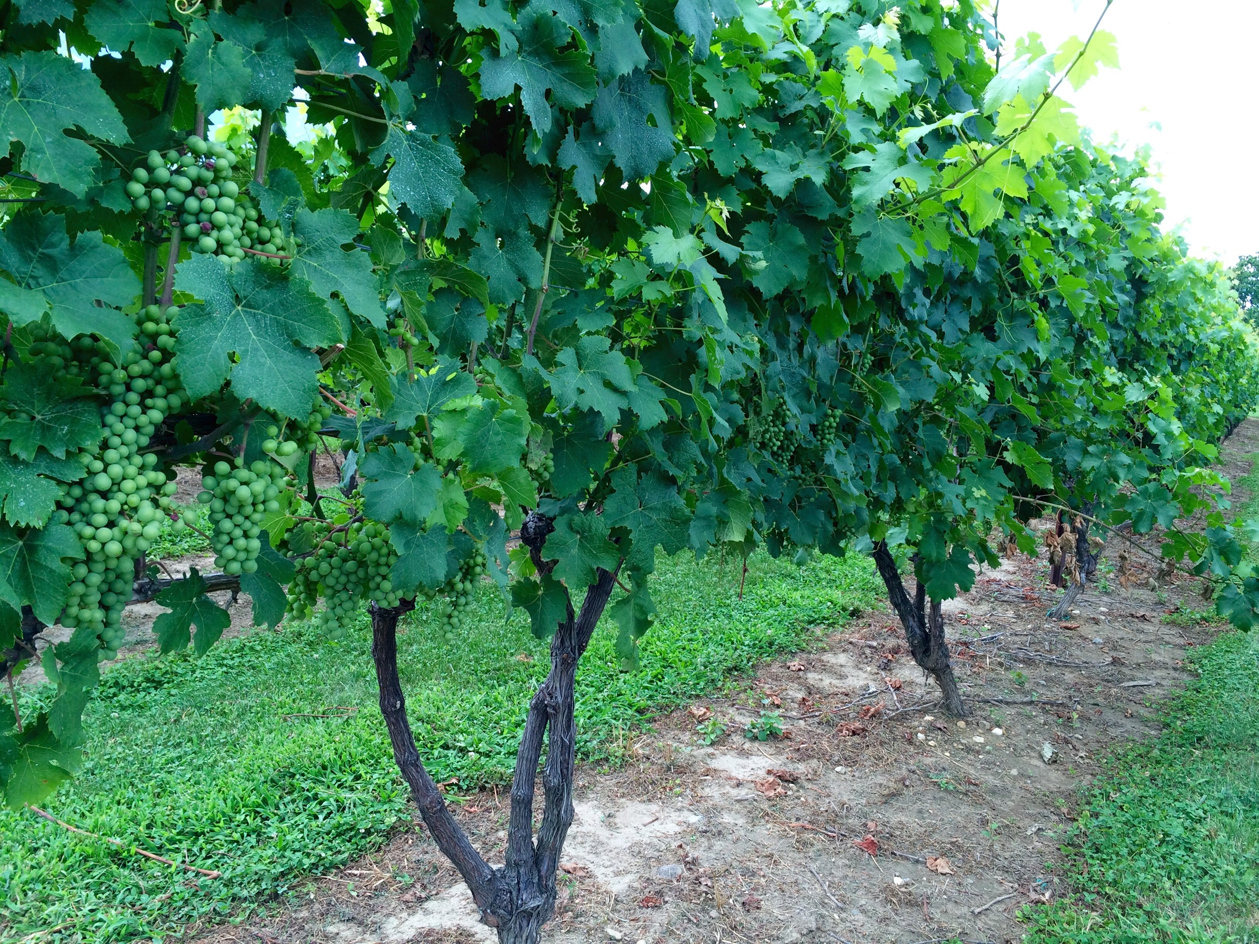 Preston Ridge Vineyard grapes!