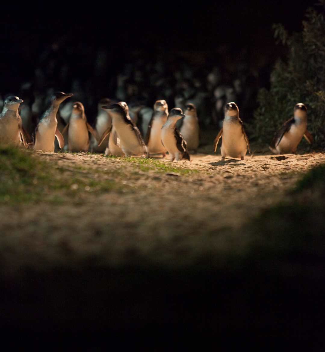Photo courtesy of the Penguin Parade .