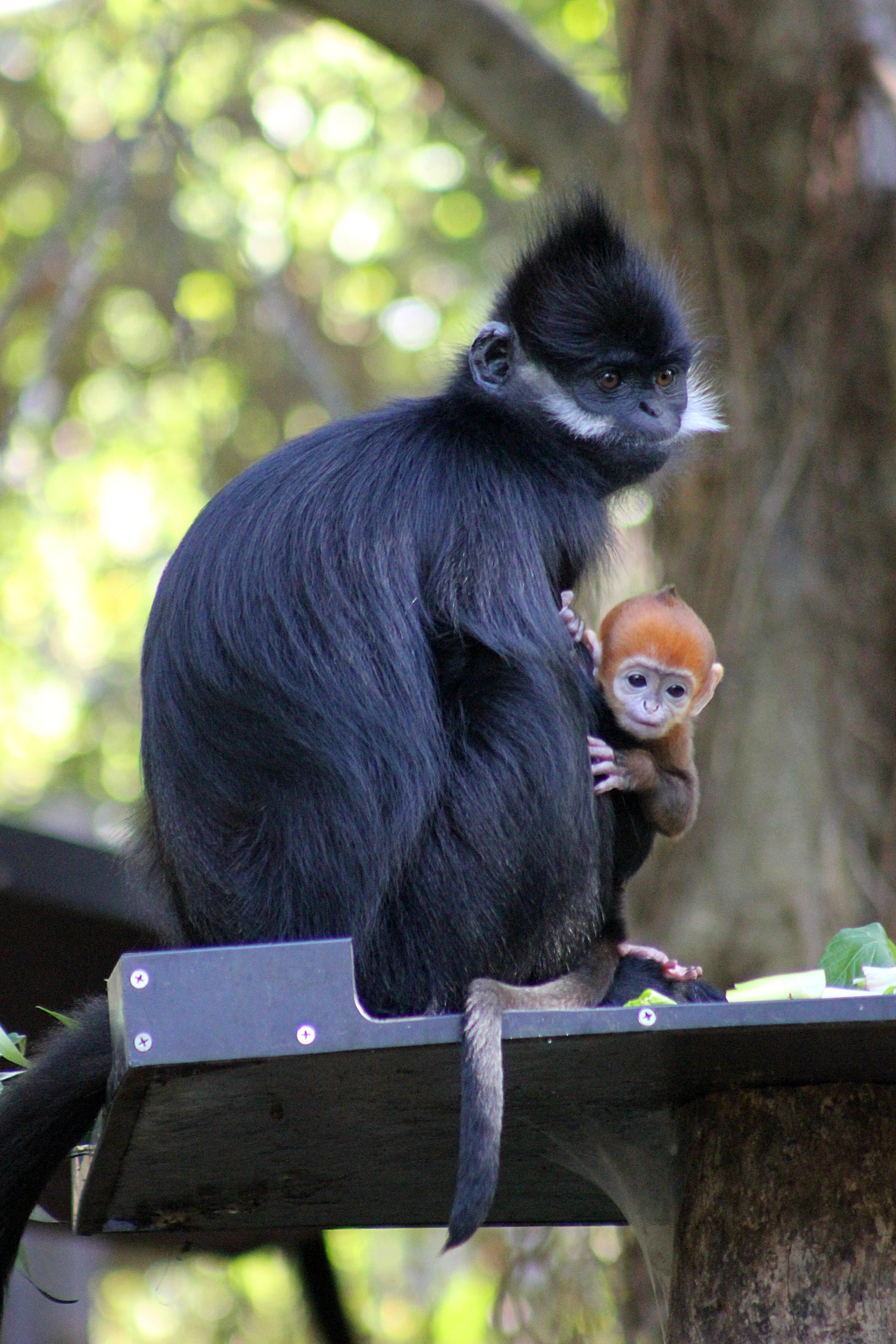 "Can I play?" (Photo courtesy of the Taronga Zoo .)