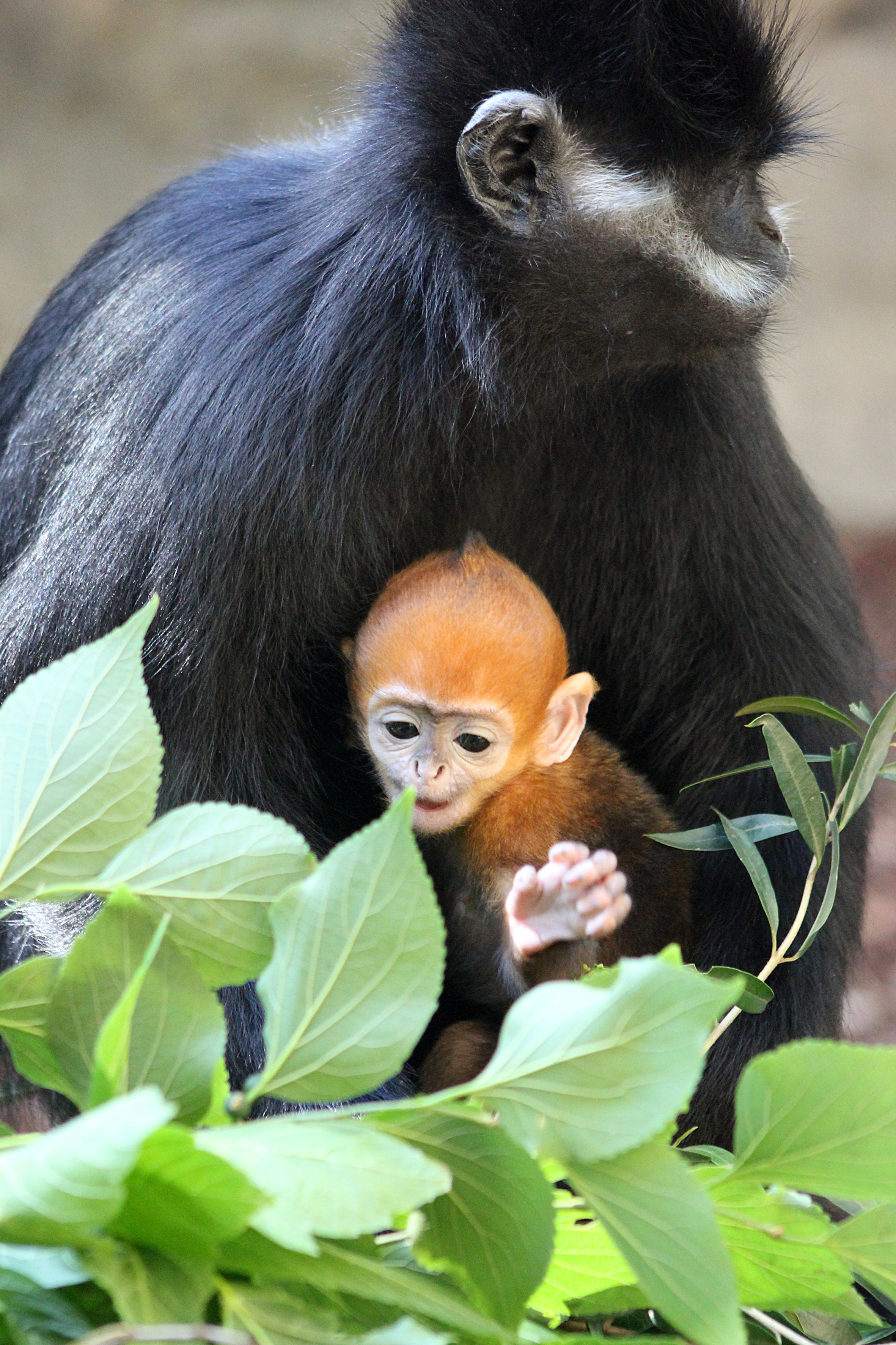 Nangua is hungry! (Photo courtesy of the Taronga Zoo .)