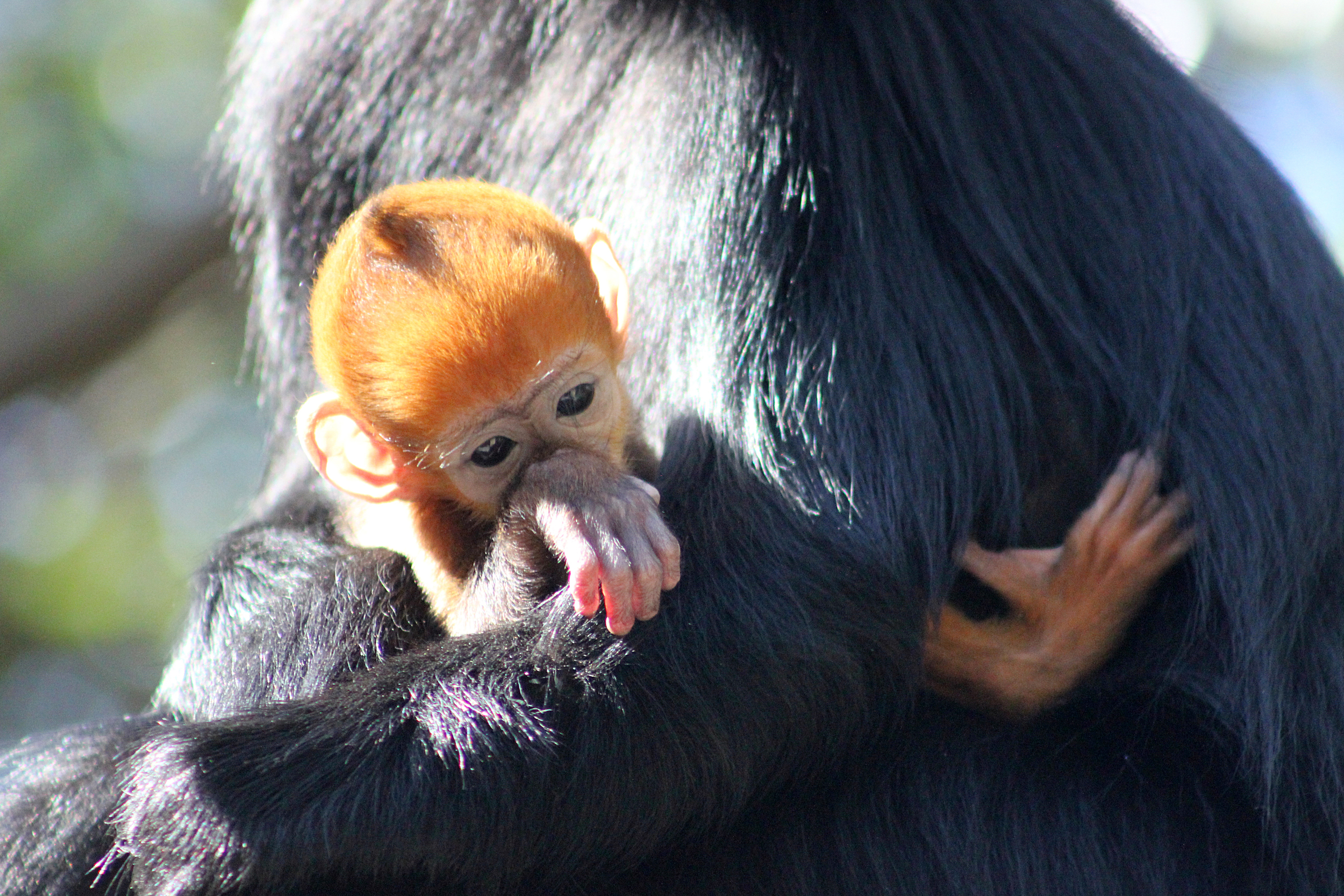 "I'm tired!" (Photo courtesy of the Taronga Zoo .)