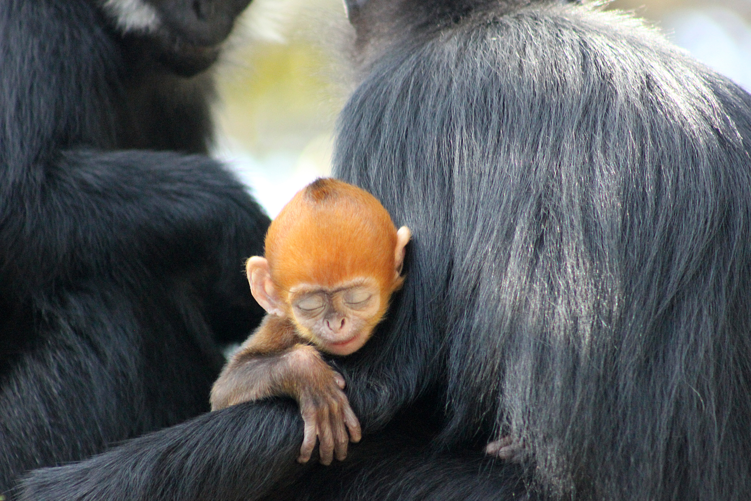 (Photo courtesy of the Taronga Zoo .)
