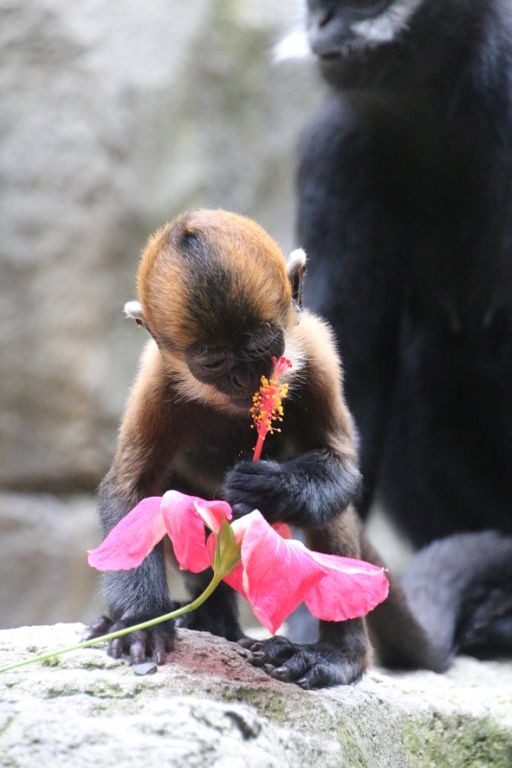 Nangua examines a flower given to him as part of the Lunar New Year celebrations, and, we like to think, in anticipation of Valentine's Day. (Photo courtesy of the Taronga Zoo .)