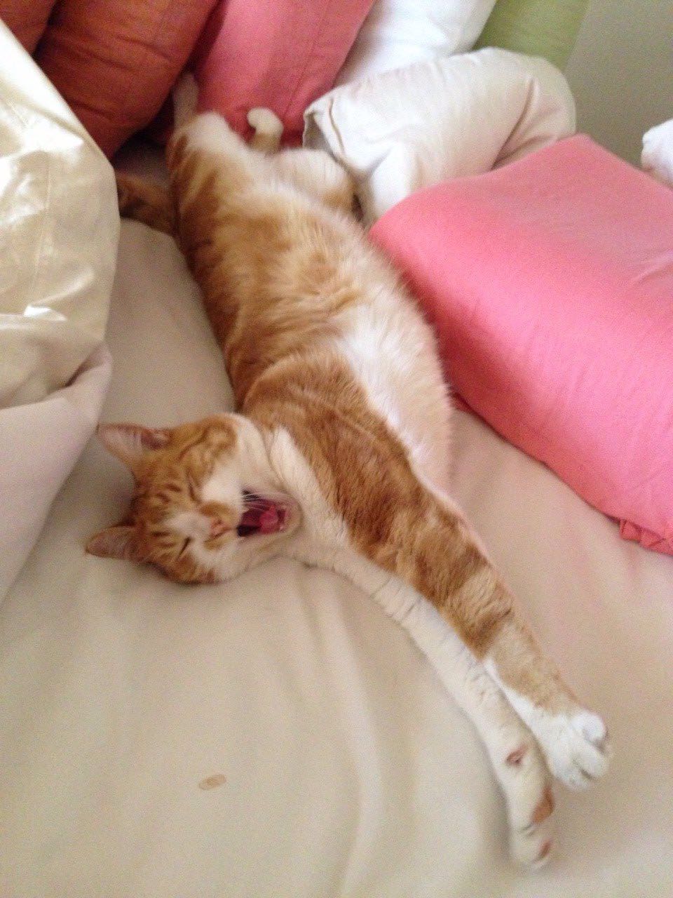 Higgy stretching after the long trip.