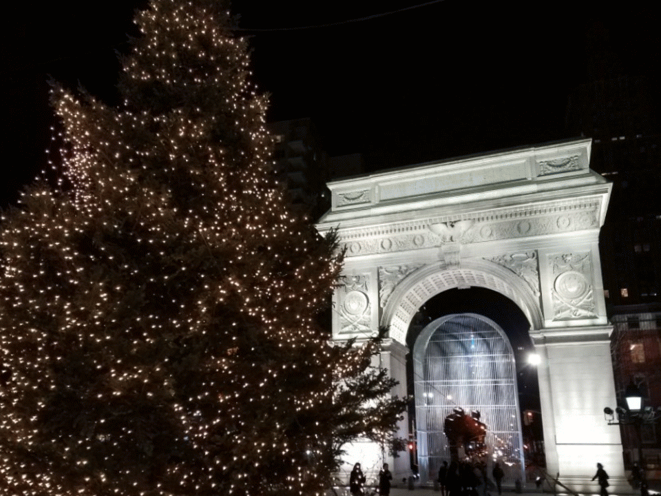 Washington Square Park Tree.gif