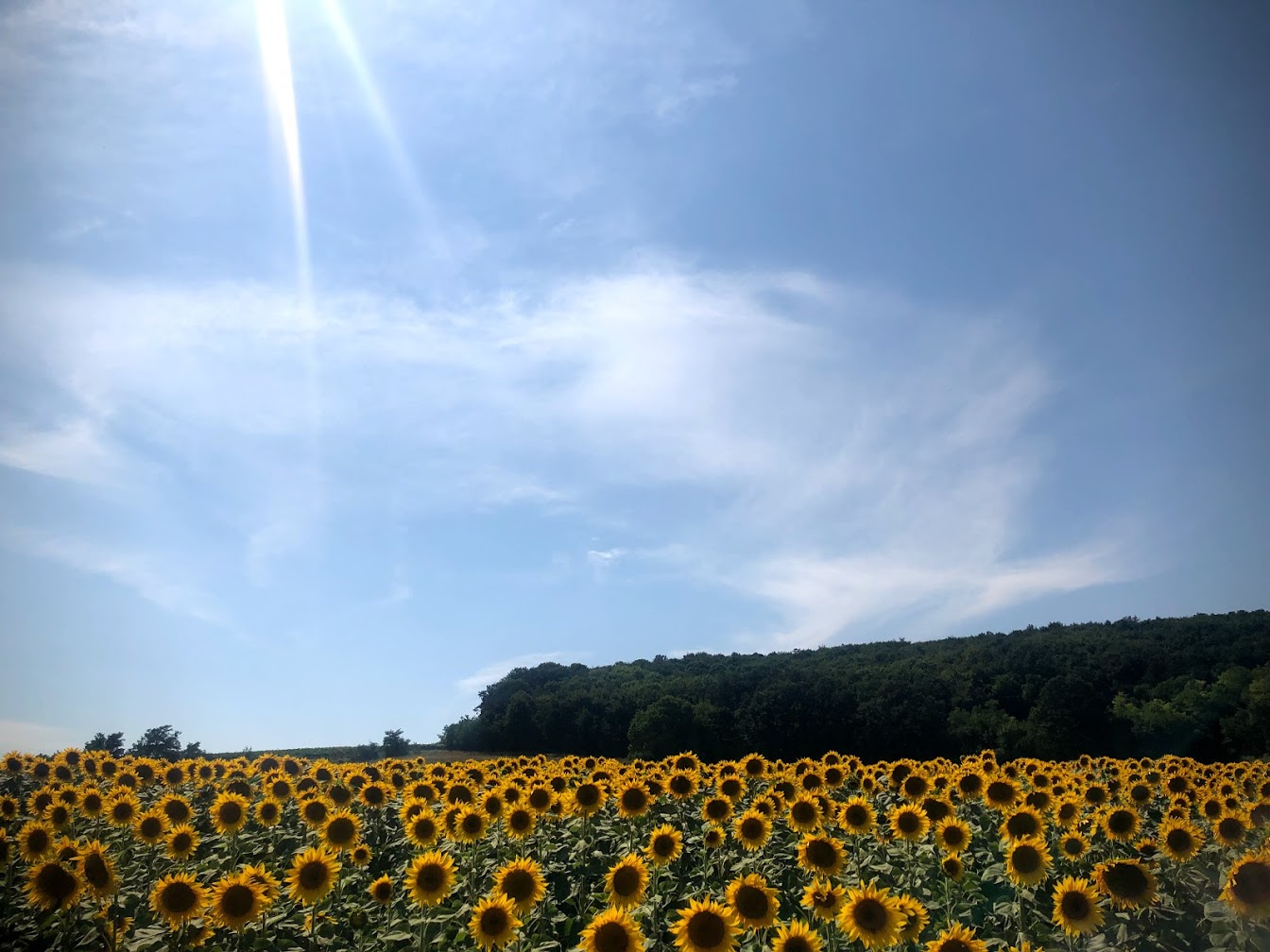 Sunflower Fields Everywhere.jpg