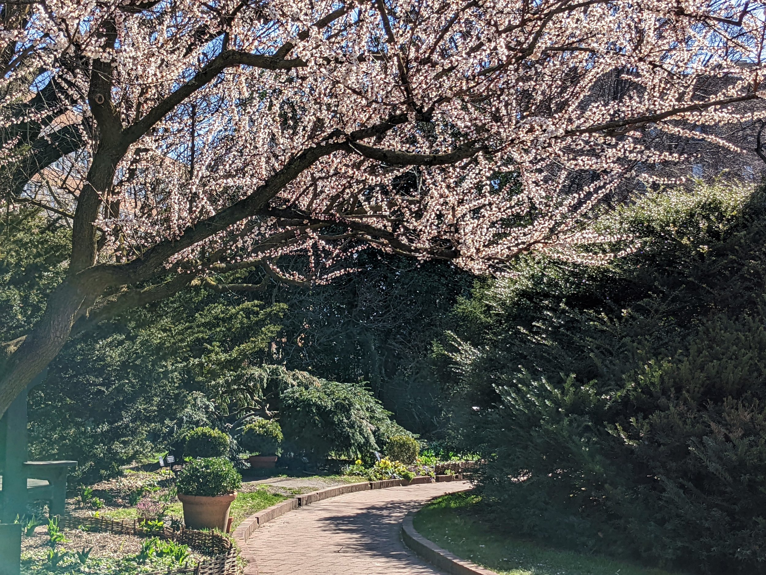 Full bloom tree.jpg