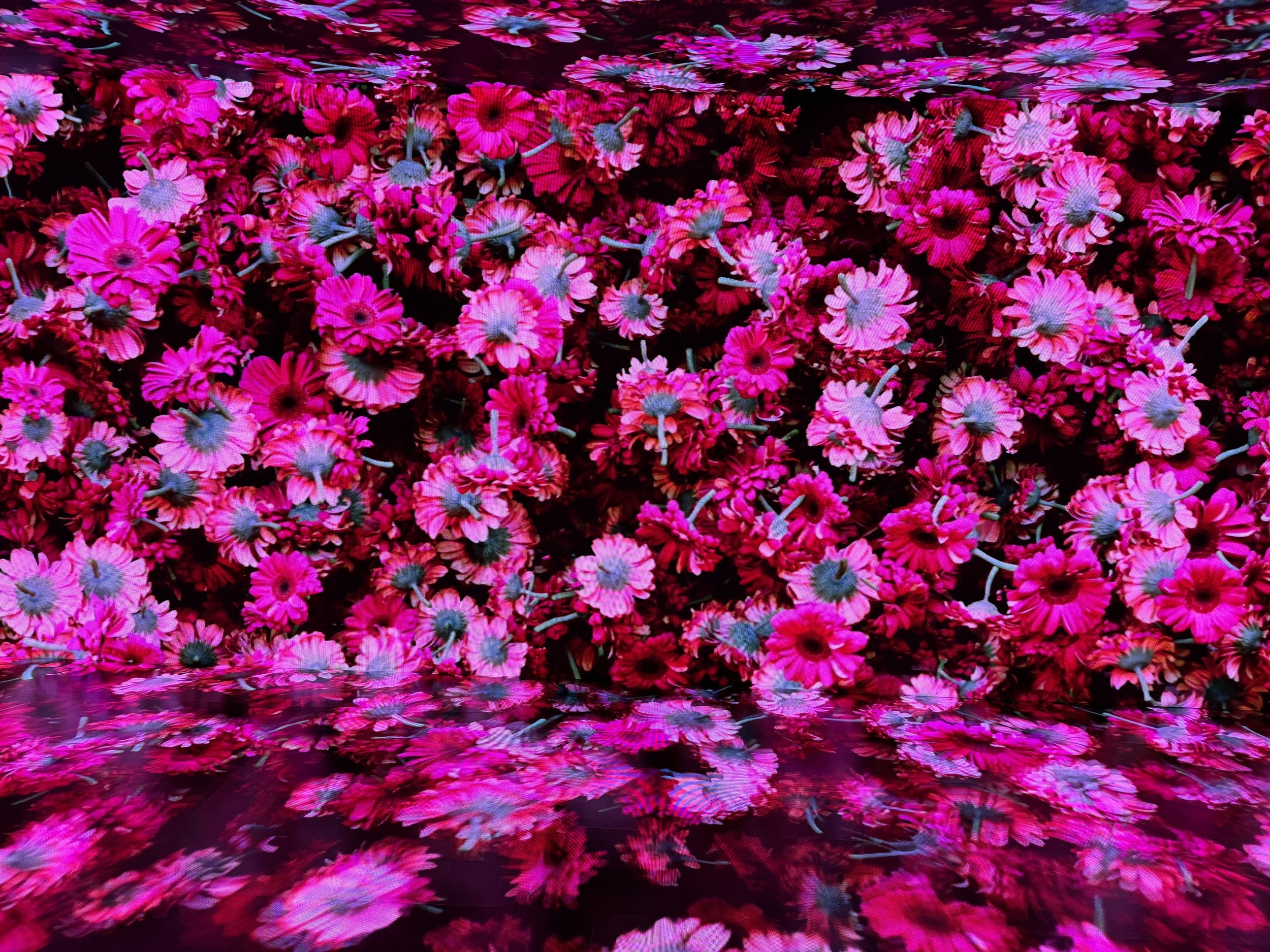 flowers 2.jpg