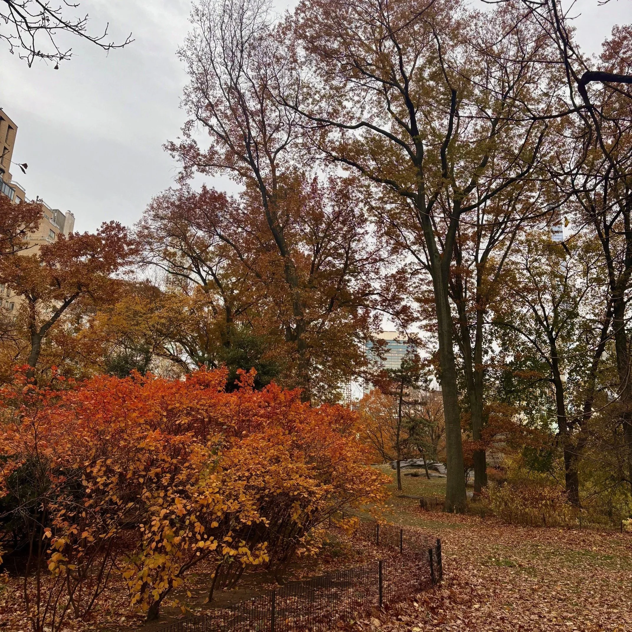 Fall+Foliage+3.jpg