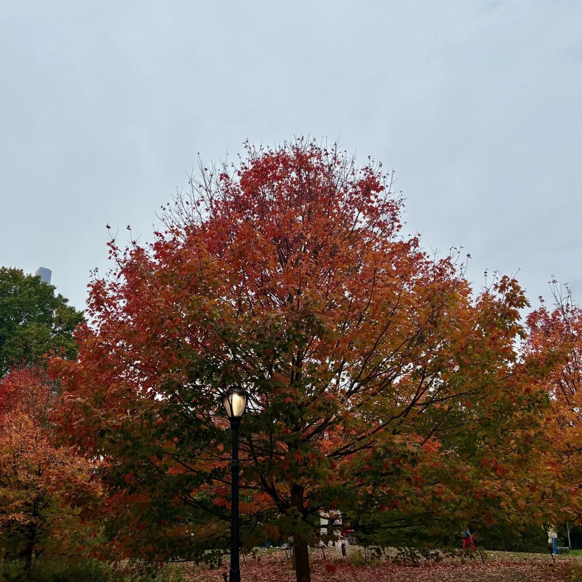 Fall+Foliage+1.jpg