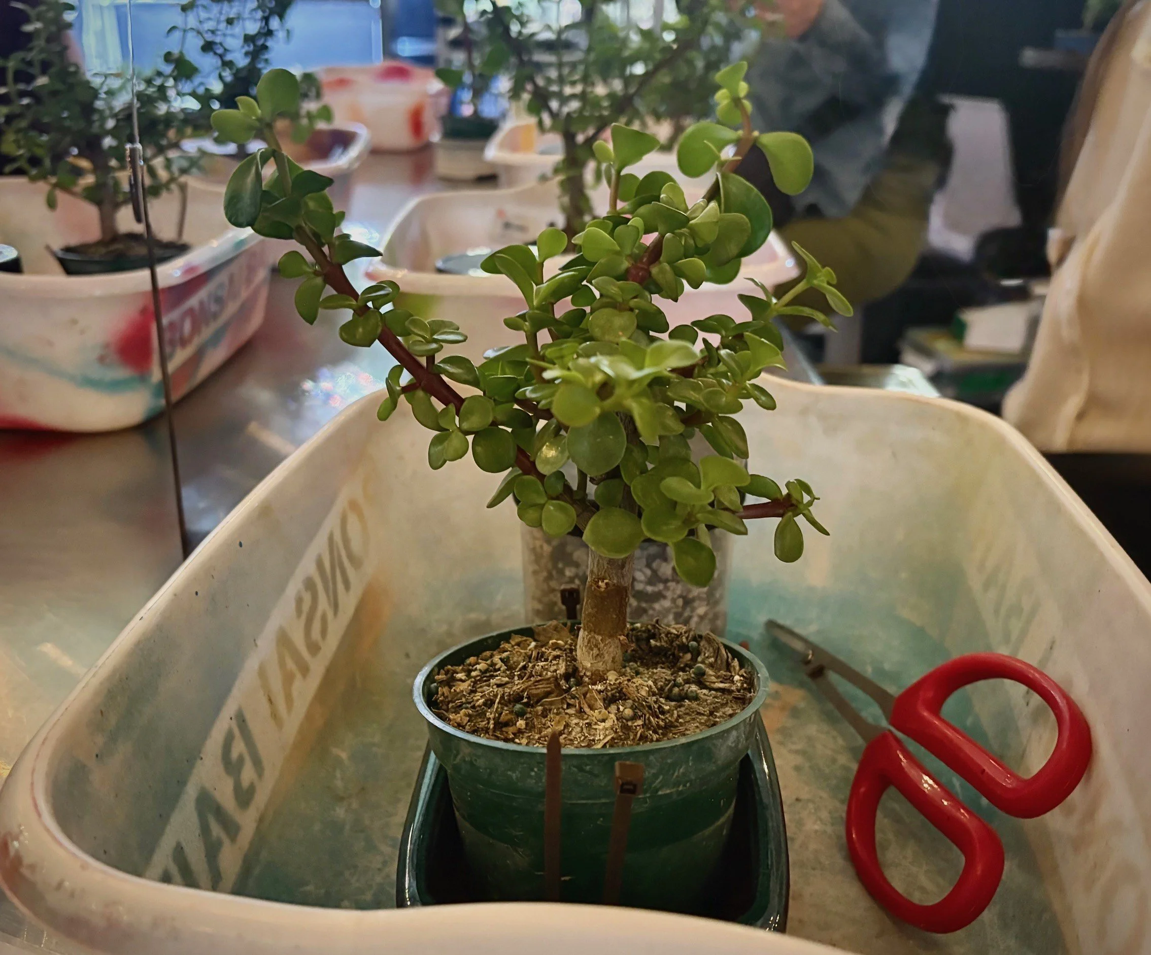 Bonsai 3.jpg