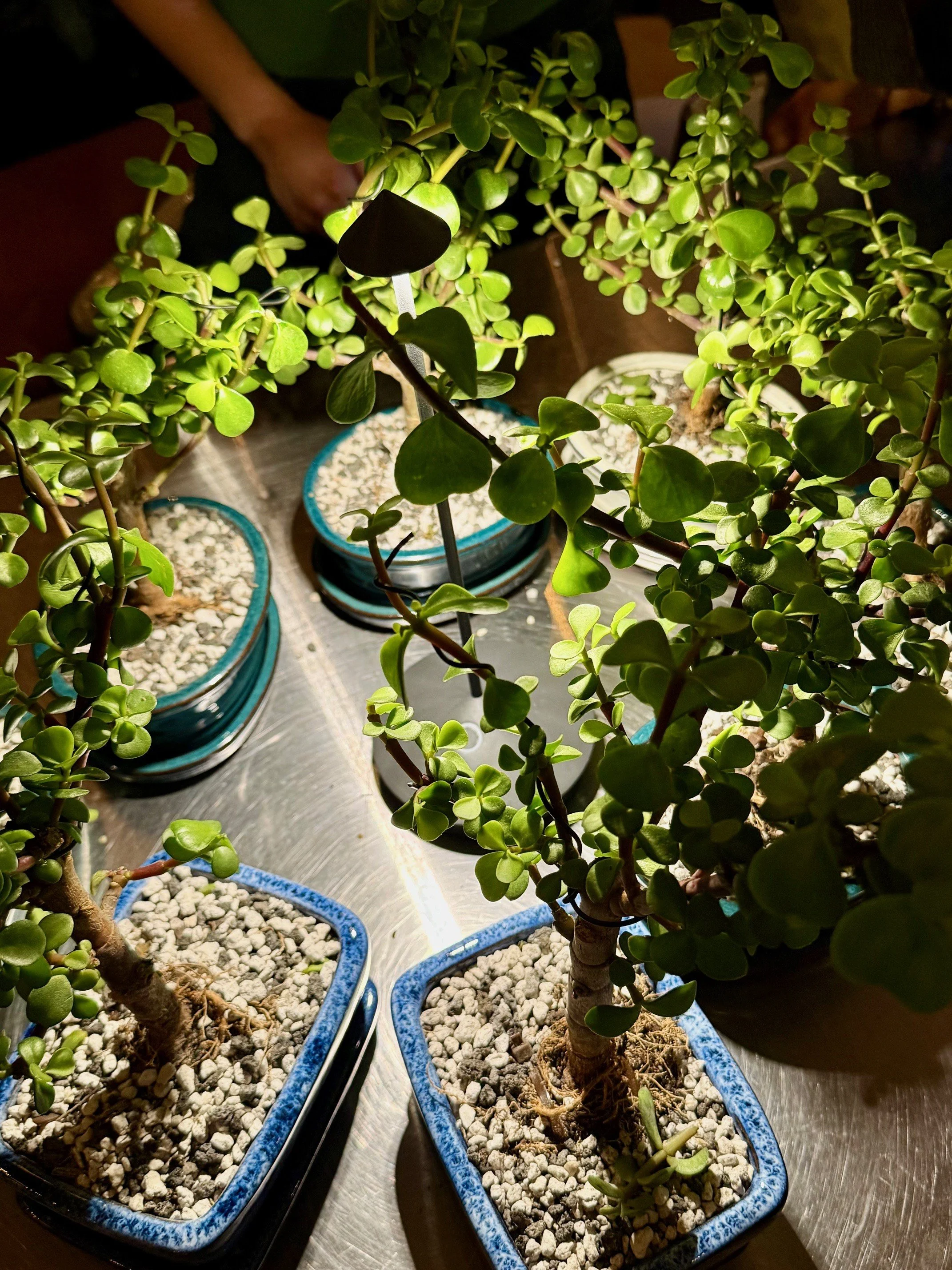Bonsai 4.jpg