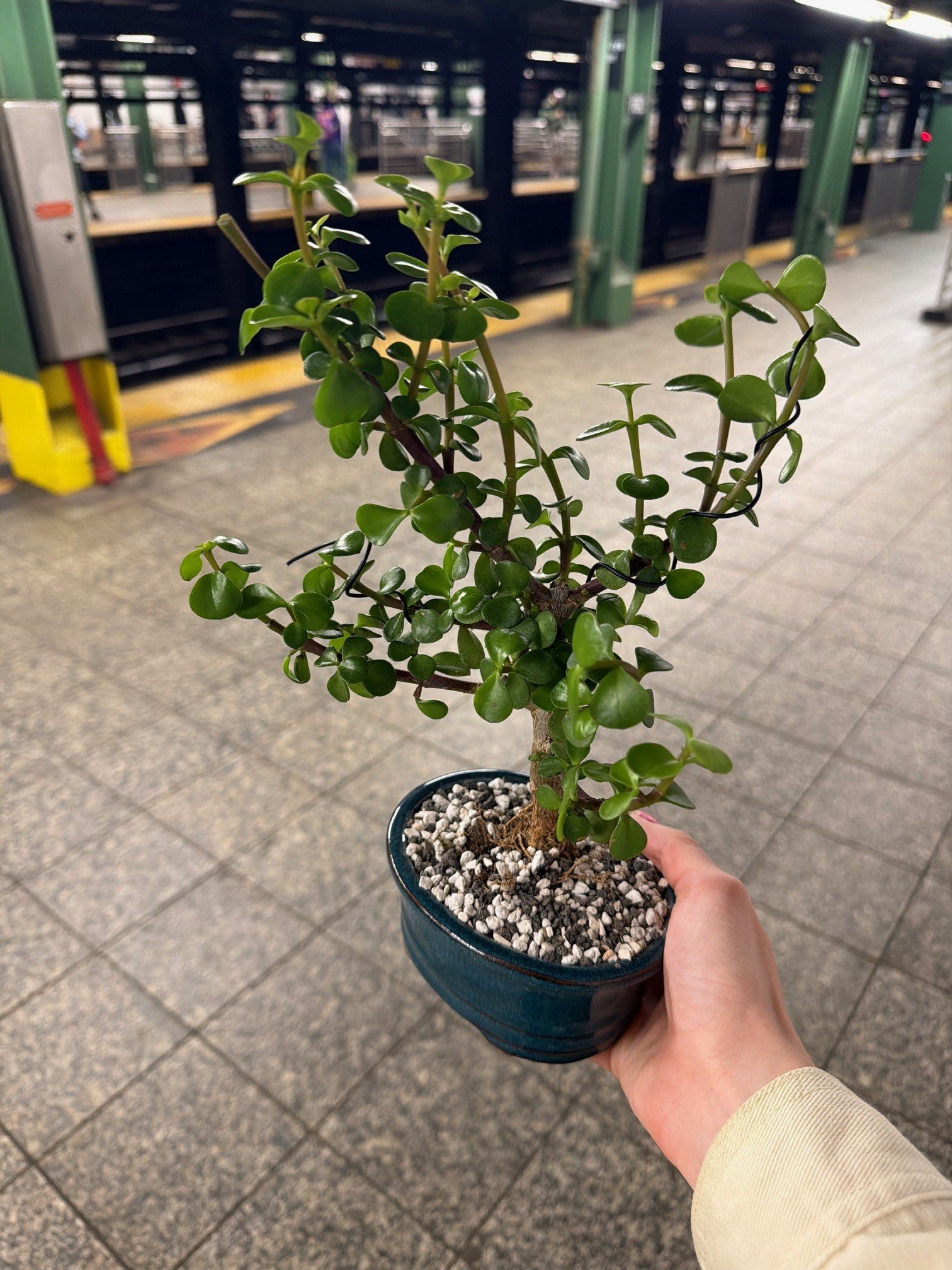 Bonsai 5.jpg
