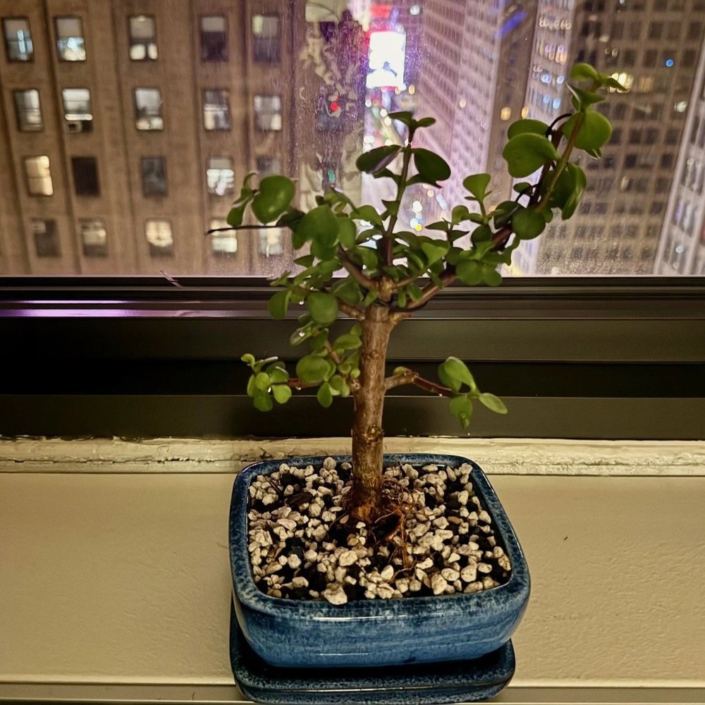 Brooklyn Bonsai Bar  Daryanani Law Group, PC