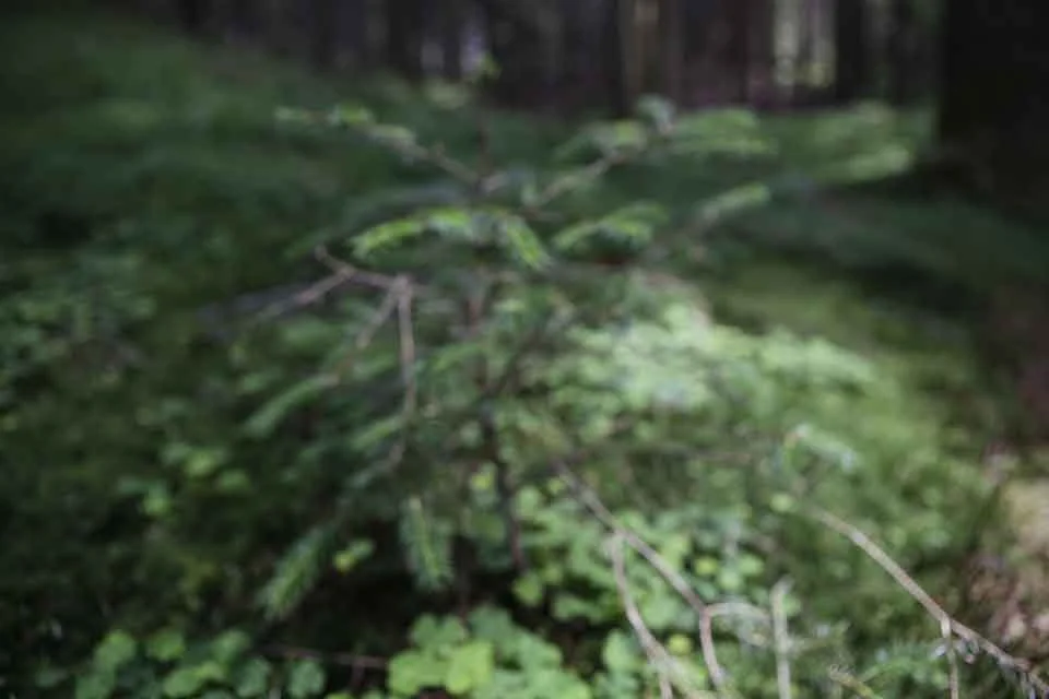 _MG_8708.jpg