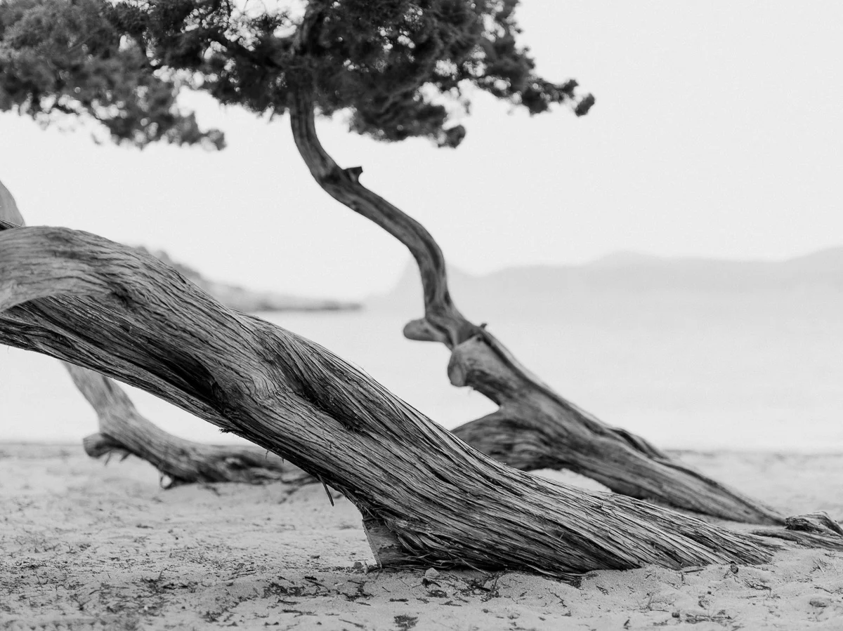 Sabinas en Cala Bassa, Ibiza 2018.
