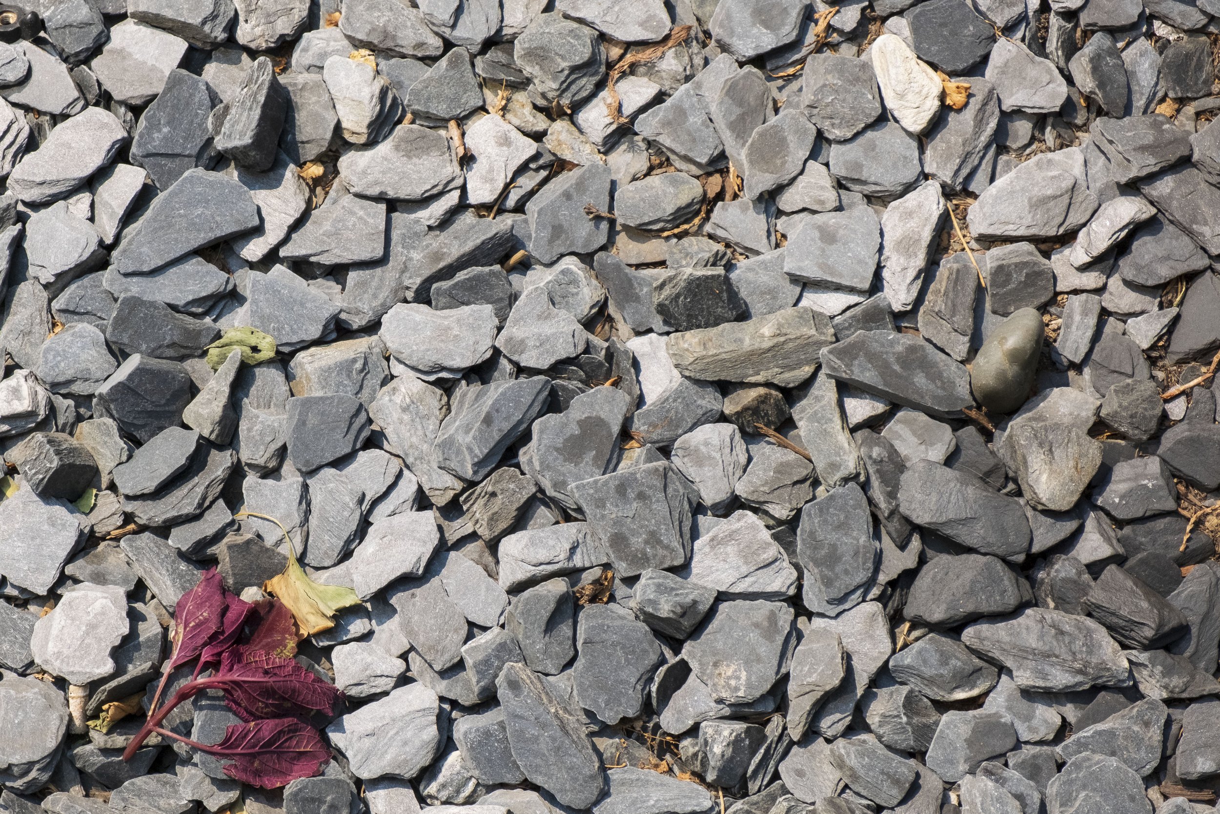 Slate with Leaf.jpg