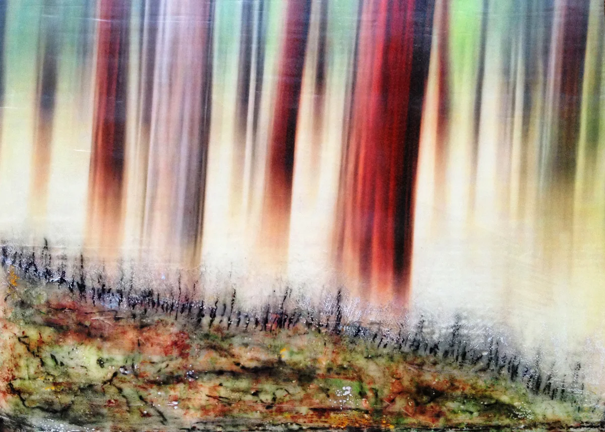 Pine Forrest