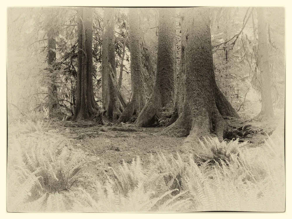 Nurse Log