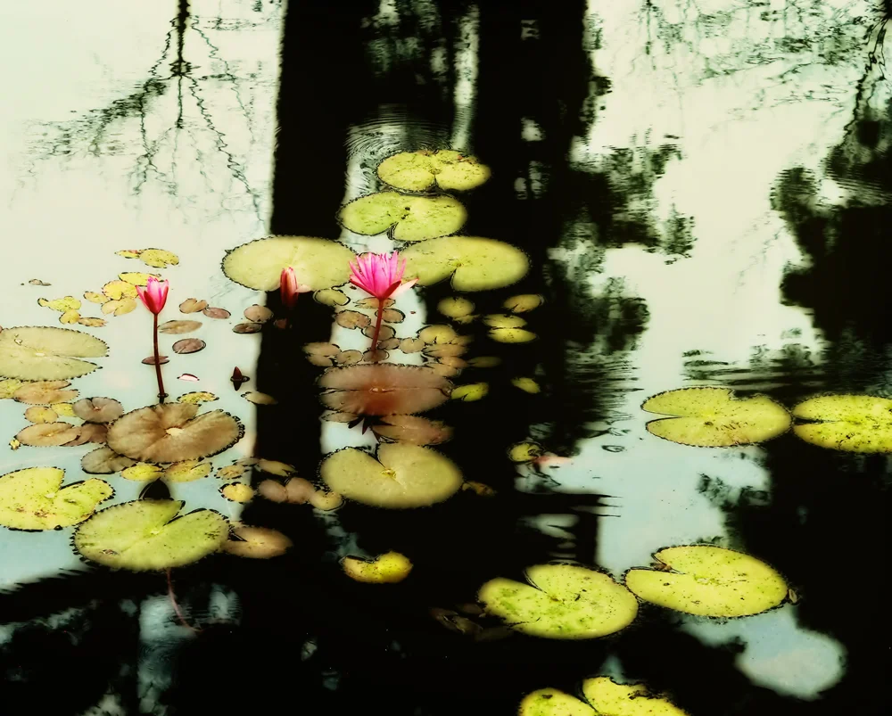 Angkor Pond