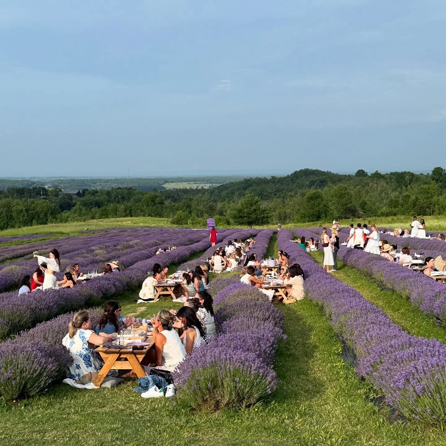 Purple Hill Lavender Farm