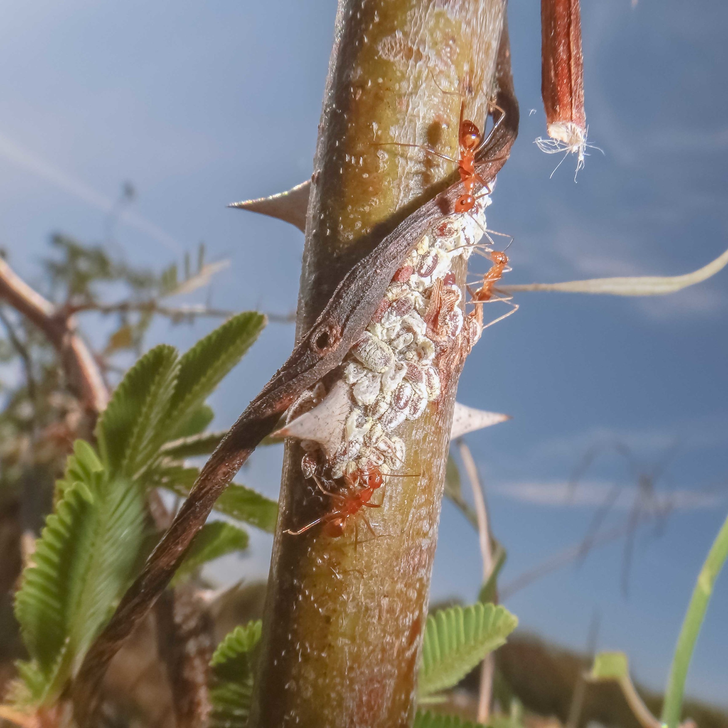 CRITTERS_UNPROCESSED_020.jpg