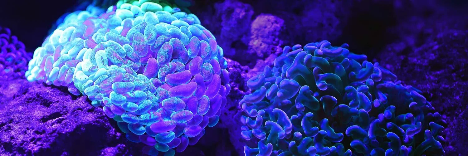 Color and the Physiological Response - A Colorist's Exploration