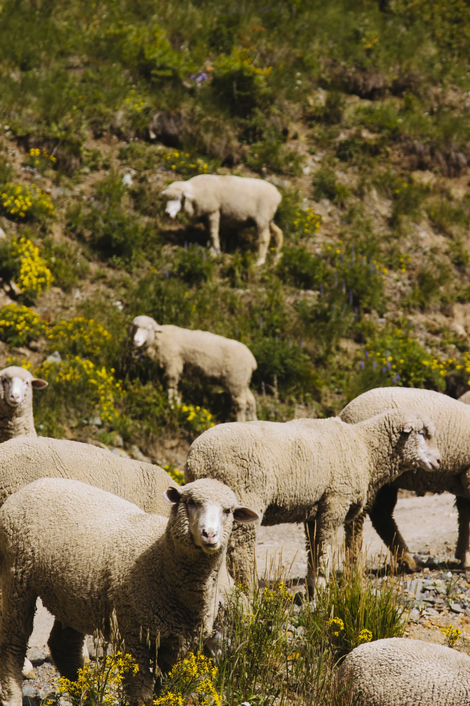 HighCountry-0946.jpg