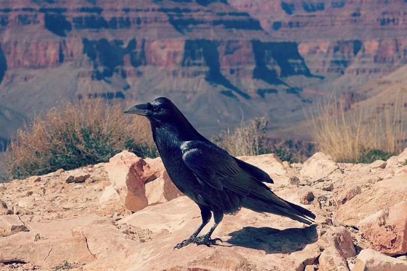 The Lonesome Wilderness Raven