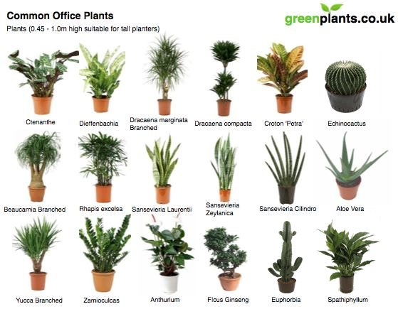 common office plants.jpg
