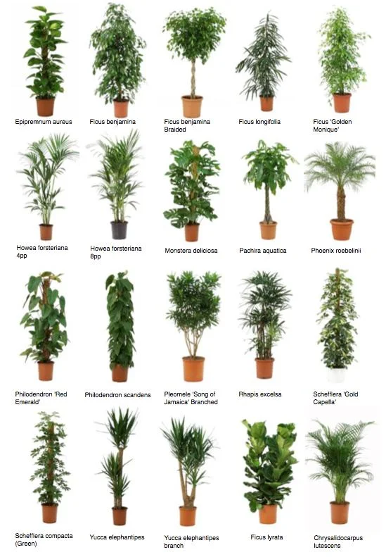 common office plants 2.jpg