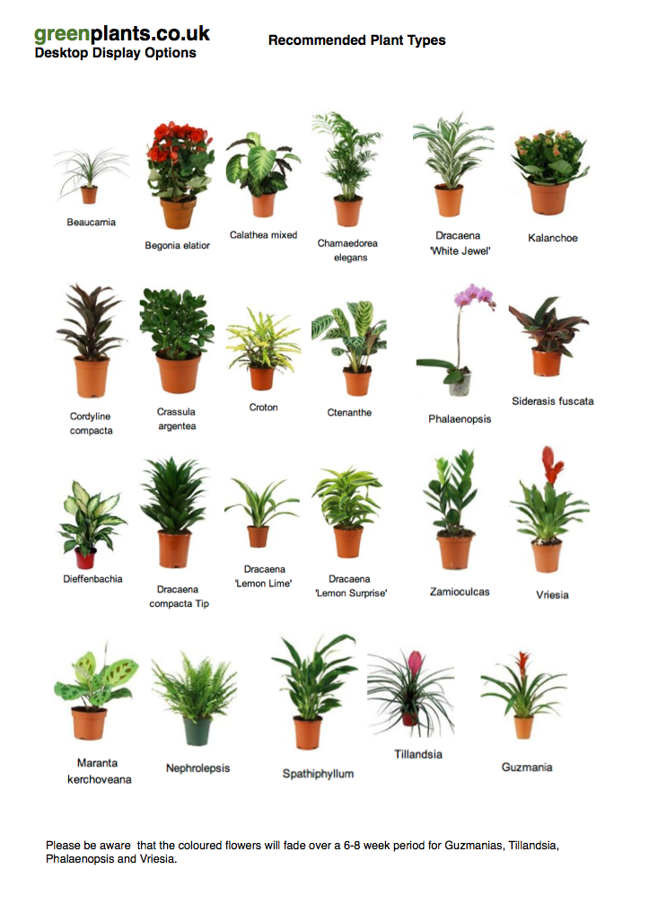 Common Desktop Small  Office Plants   greenplants co uk 