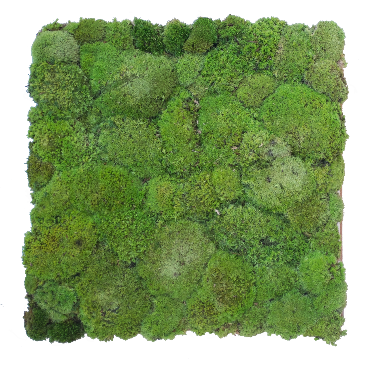 Preserved green Bun Moss Wall