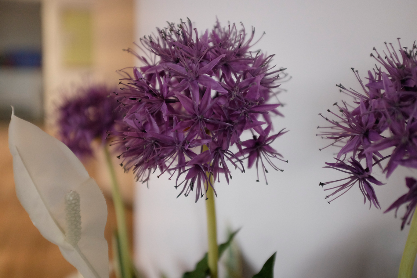 allium.png