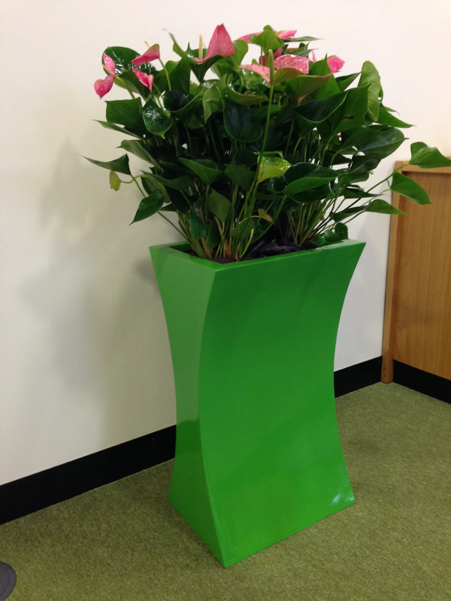 Plants — greenplants.co.uk