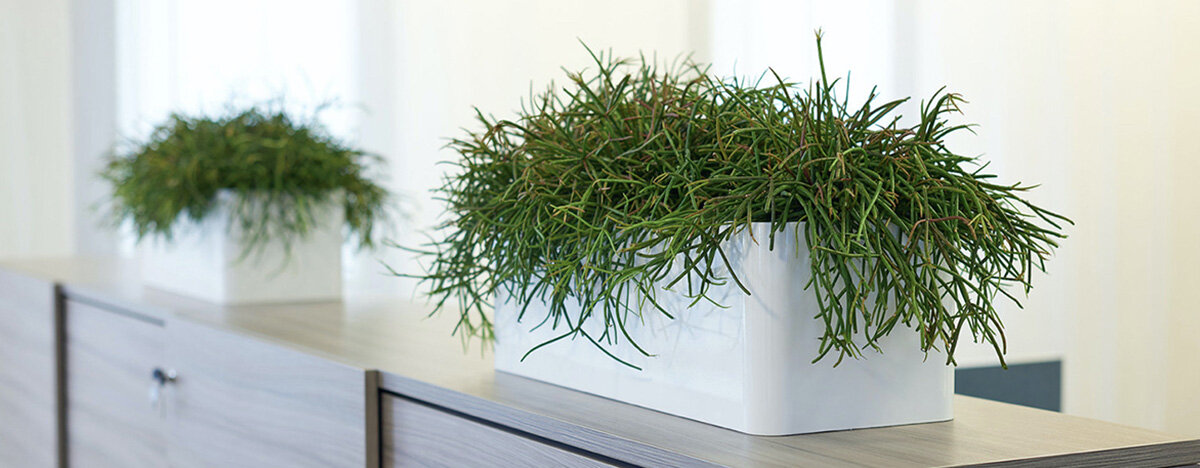 Transform your office with our vibrant, cost effective office plant displays