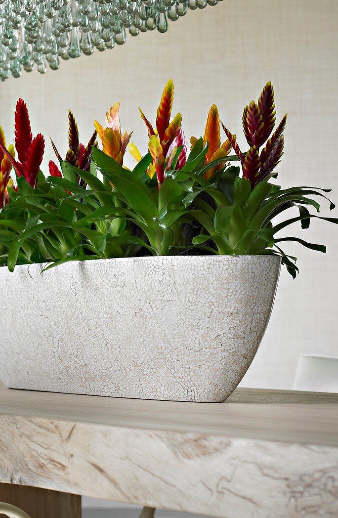 Office plants to buy or rent live and artificial plant displays in