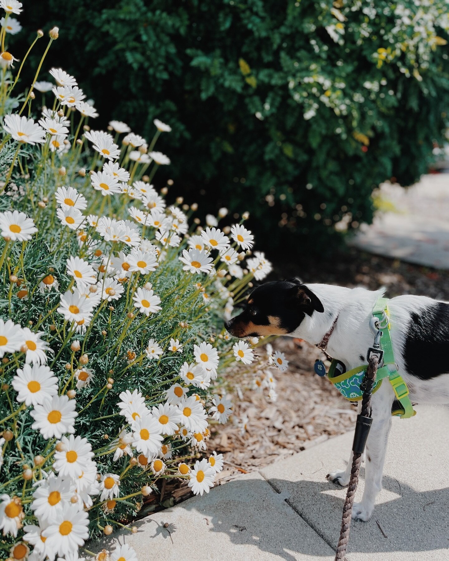 🌼🐶 #LaurenIRL #dog #dogportraits