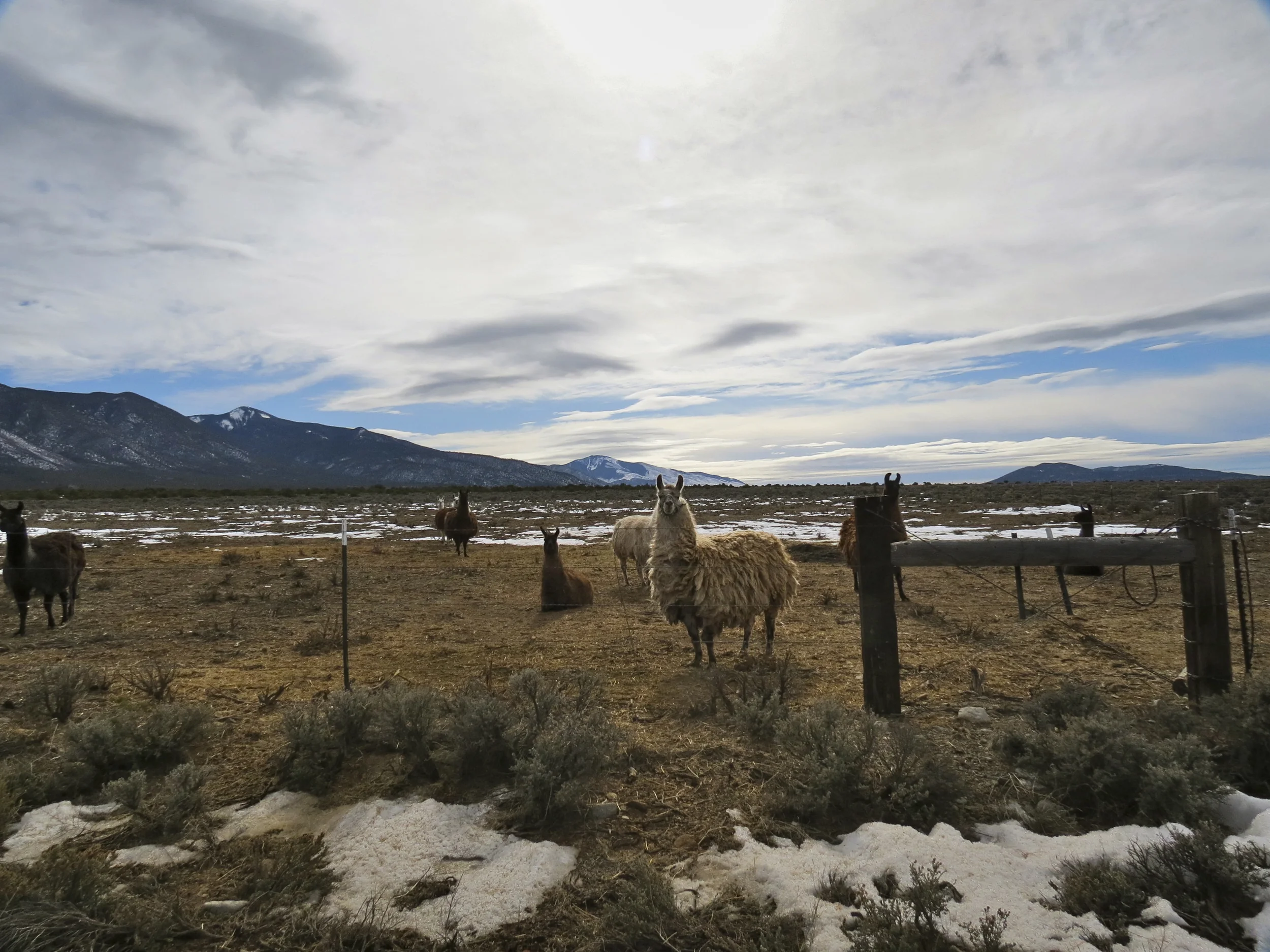 New Mexico