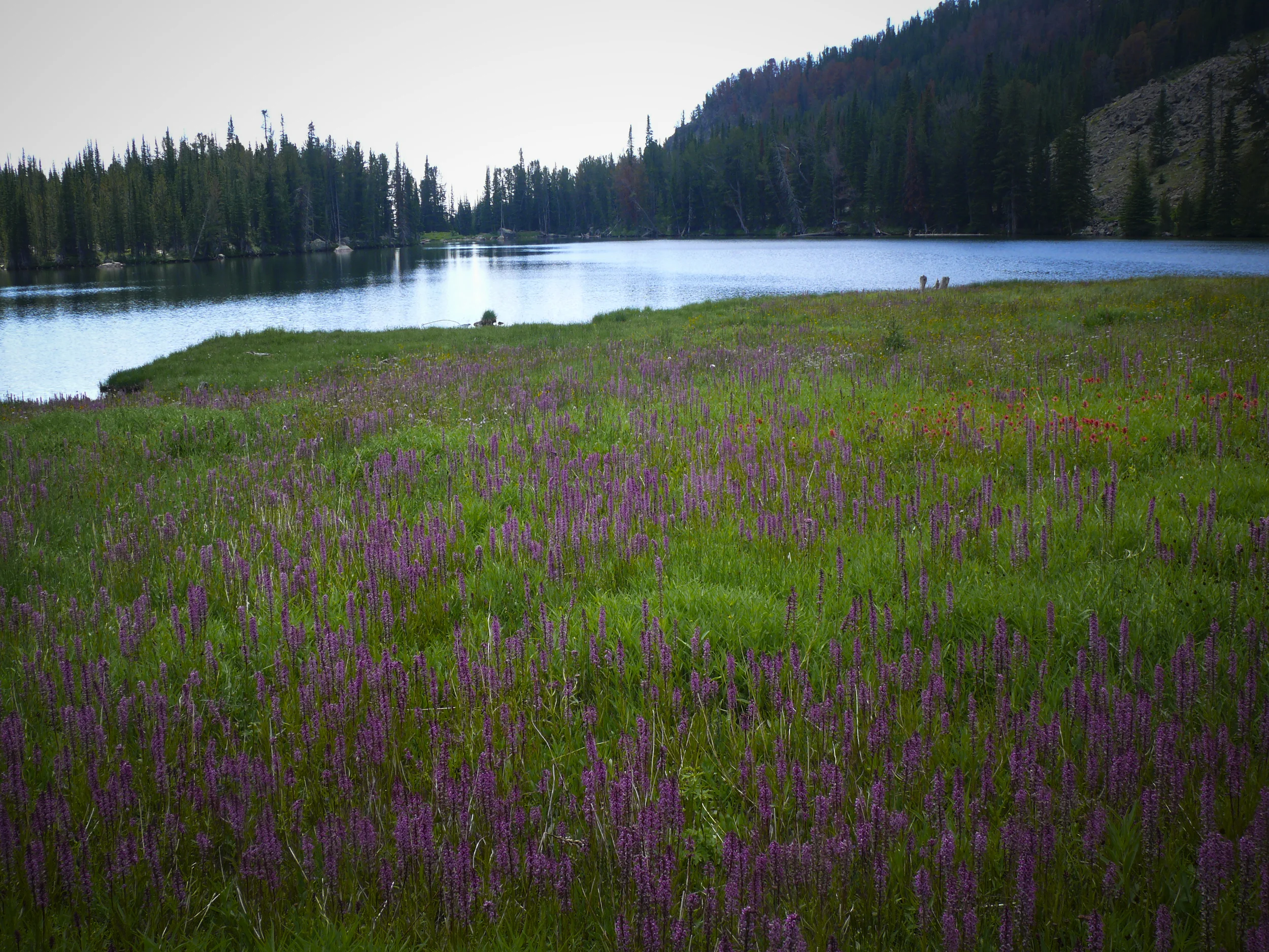 Montana