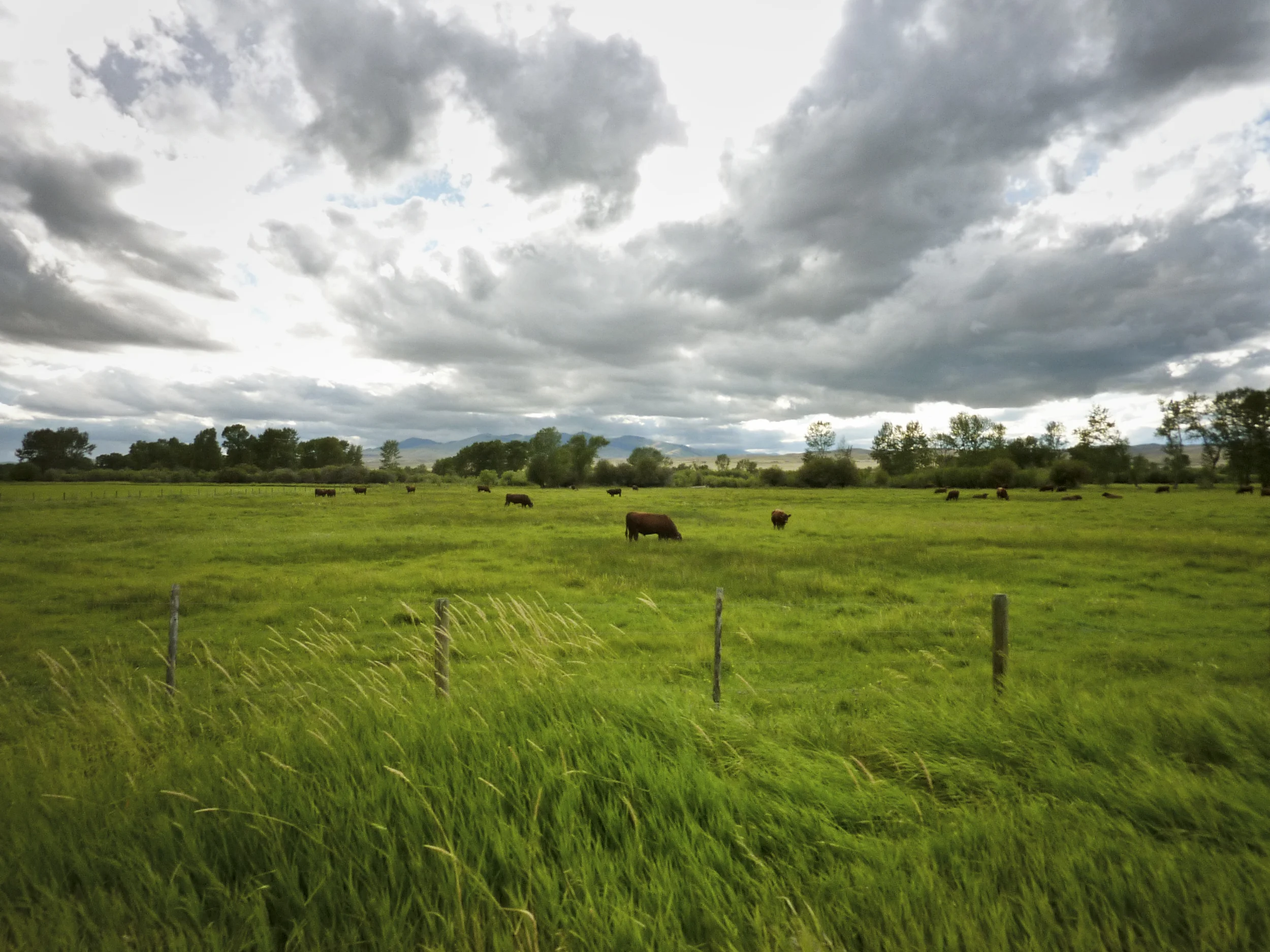 Montana