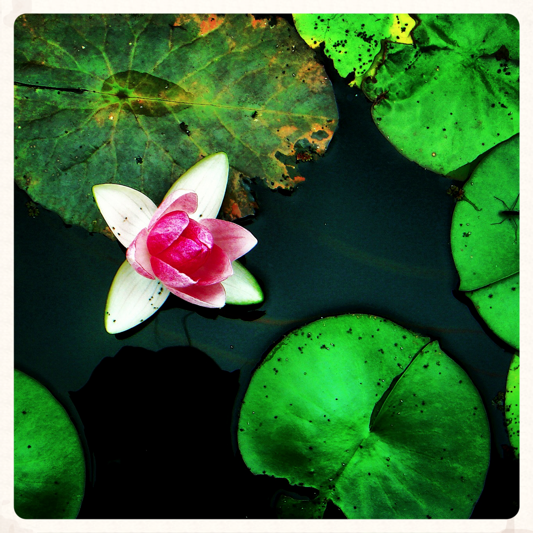 NE_Flowers_044.jpg
