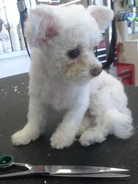 Friday - Grooming Dog.jpg