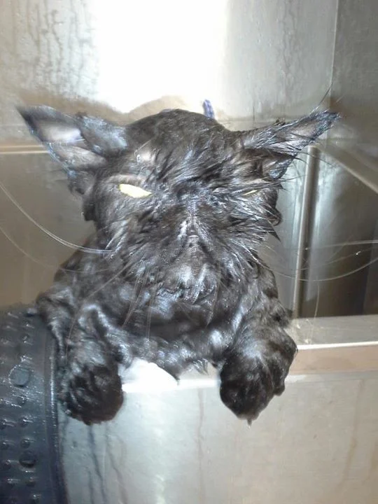 Friday - Grooming Cat.jpg