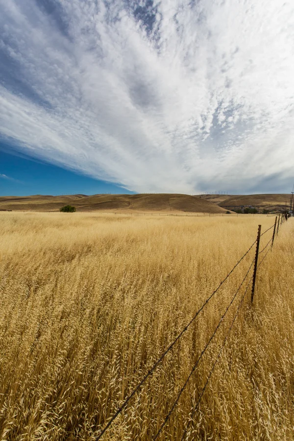 Fields of Gold.jpg