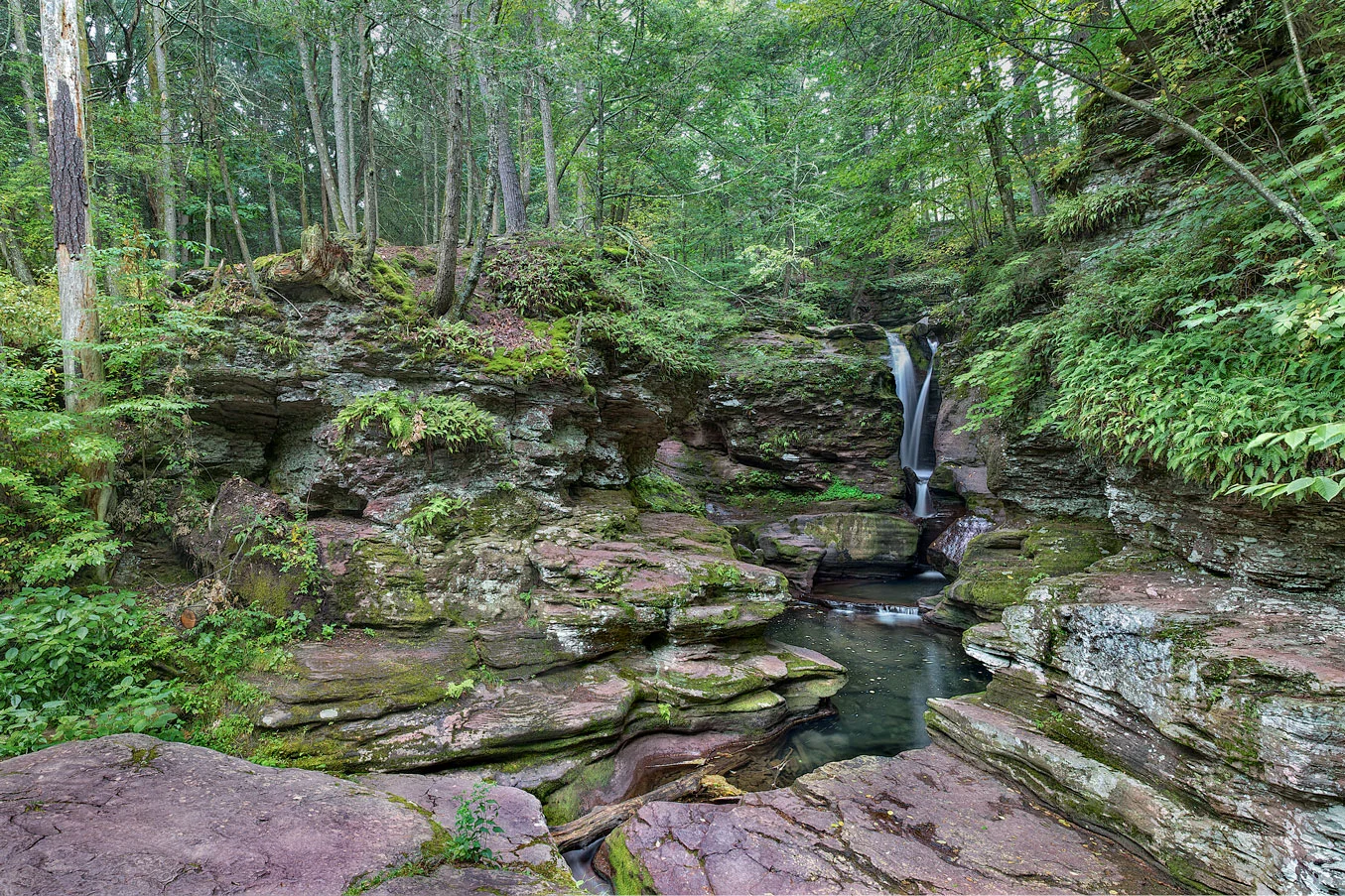 Sacred-Forest.jpg