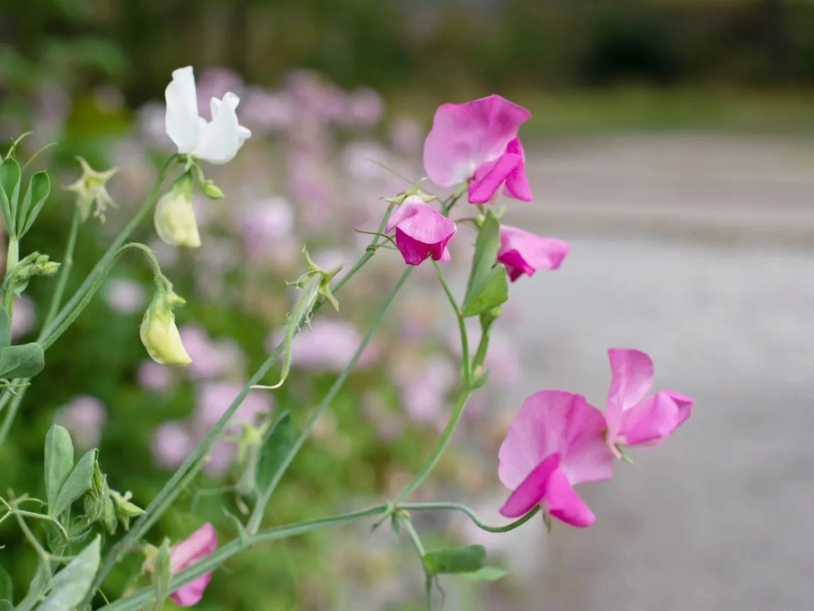 flowers-of-sweet-peas.jpeg